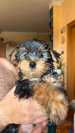 Cuccioli yorkshire