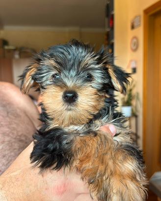 Cuccioli yorkshire