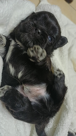 Cucciolo shih-tzu