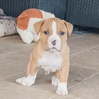 Pitbull