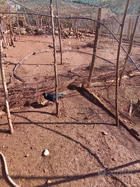 Vendita pulcinotti fagiani