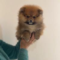 MASCHIO POMERANIA FULVO "Mini Mini"