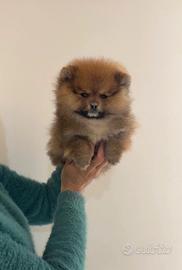MASCHIO POMERANIA FULVO "Mini Mini"