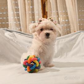 Cucciola di Maltese Toy