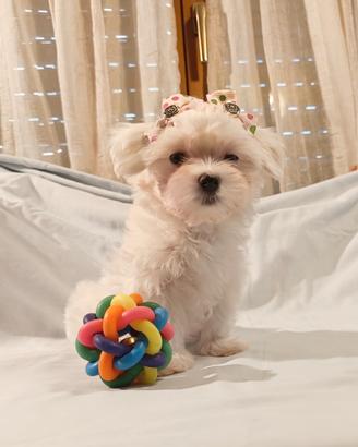 Cucciola di Maltese Toy