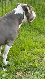 Amstaff per monta