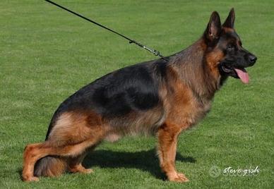 Cucciolo maschio di pastore tedesco