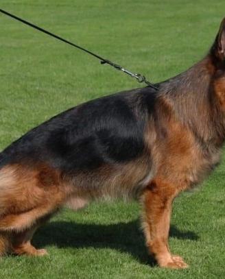 Cucciolo maschio di pastore tedesco