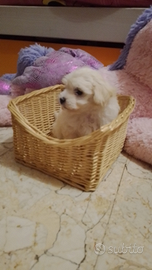 Cuccioli di maltipoo toy