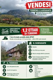 Terreno e caseggiato Militello Rosmarino (ME)