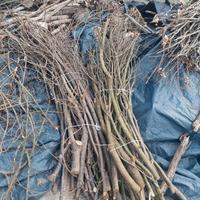 fascine per forno a legna