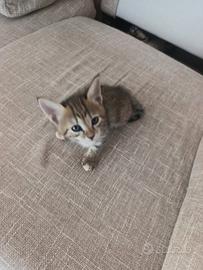 Gattini