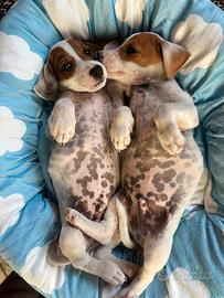 Jack russell