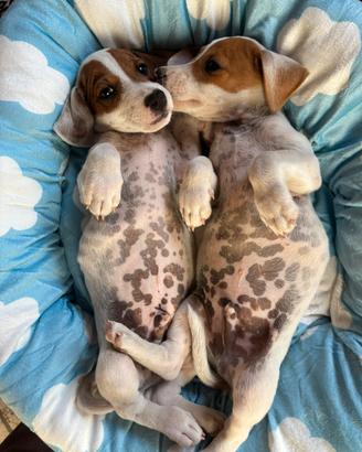Jack russell