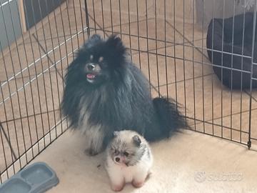 Spitz di Pomerania