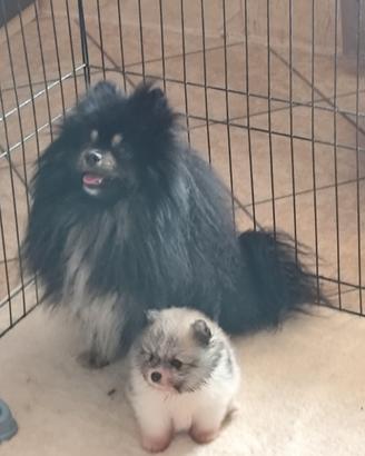 Spitz di Pomerania