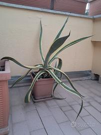 Agave variegata
