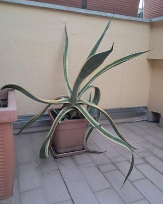 Agave variegata