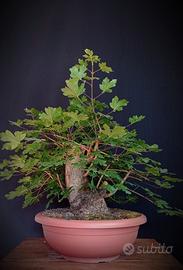 Acero campestre (Acer campestre)
