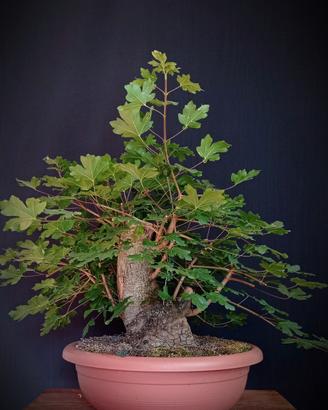 Acero campestre (Acer campestre)