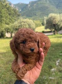 Cuccioli di barboncino toy/mini toy