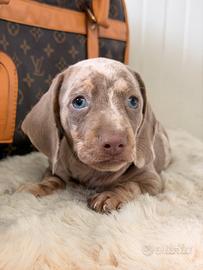 Cuccioli di bassotto