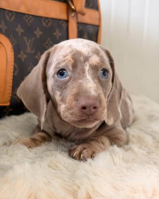 Cuccioli di bassotto