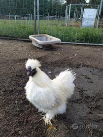 Gallo moroseta/silkie