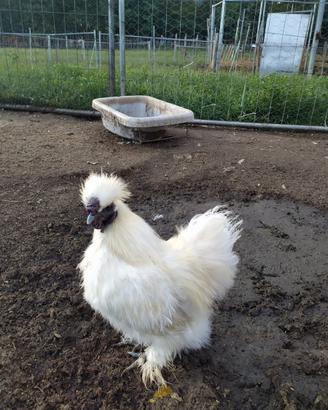 Gallo moroseta/silkie