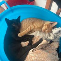 Gattini maschietti rosso e nero