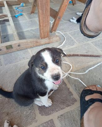 Cuccioli maschi border collie