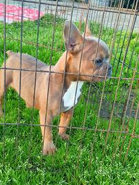 Bulldog francese eostico femmina di 6 mesi