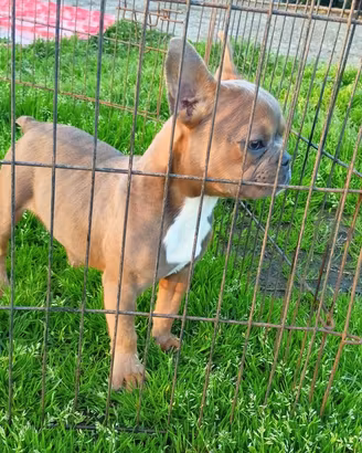 Bulldog francese eostico femmina di 6 mesi