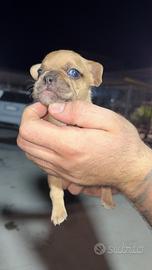 Bull dog francese merle