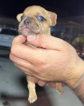Bull dog francese merle