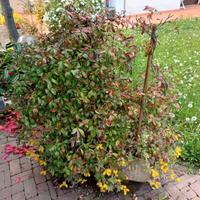 Grande fioriera in cls - Gelsomino / fiori esotici