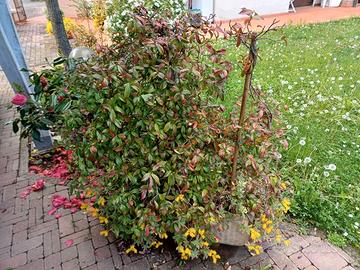 Grande fioriera in cls - Gelsomino / fiori esotici