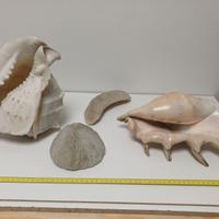 2 Grandi conchiglie 30 cm e due coralli
