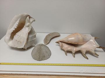 2 Grandi conchiglie 30 cm e due coralli