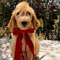 Goldendoodle f1