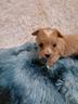 lumi-maltipoo