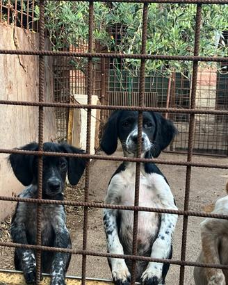 Breton 4 mesi