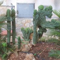 Trichocereus pachanoi f. crestata

