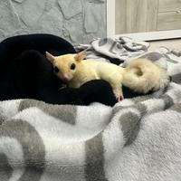 Petauro dello zucchero