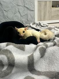 Petauro dello zucchero