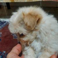 Barboncino maltese ( maltipoo)