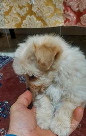 Barboncino maltese ( maltipoo)