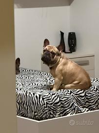 Buldog francese per monta