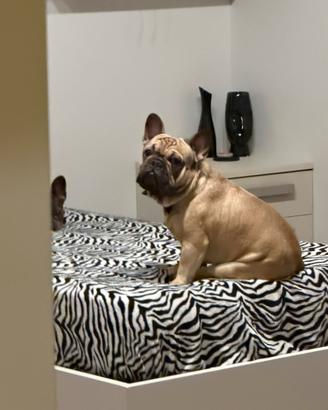 Buldog francese per monta