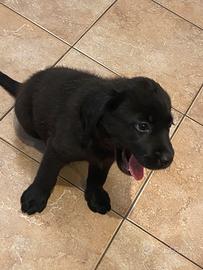 Labrador